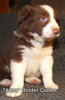 red and white border collie puppy